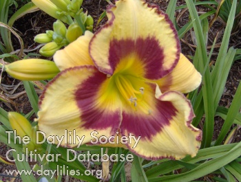 Daylily Willow Anne's Fire